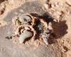 43104 – Photo : A Foucart – Sahara occidental