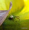 43239 – Photo : christine le fur – France (91)