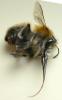 Anthophora plumipes