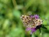 43293 – Photo : Olivier Bouteleux – France (24)
