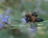 43809 – Photo : Eric Barbier – France (13)