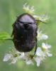 43846 – Photo : Clement Morin – France (84)