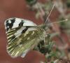 43559 – Photo : Pelouard – France (04)