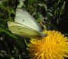 43366 – Photo : Cecile Bassaglia – France (94)