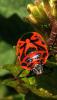 43367 – Photo : jean louis Besson – France (83)