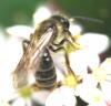 43561 – Photo : David Guedon – France (76)