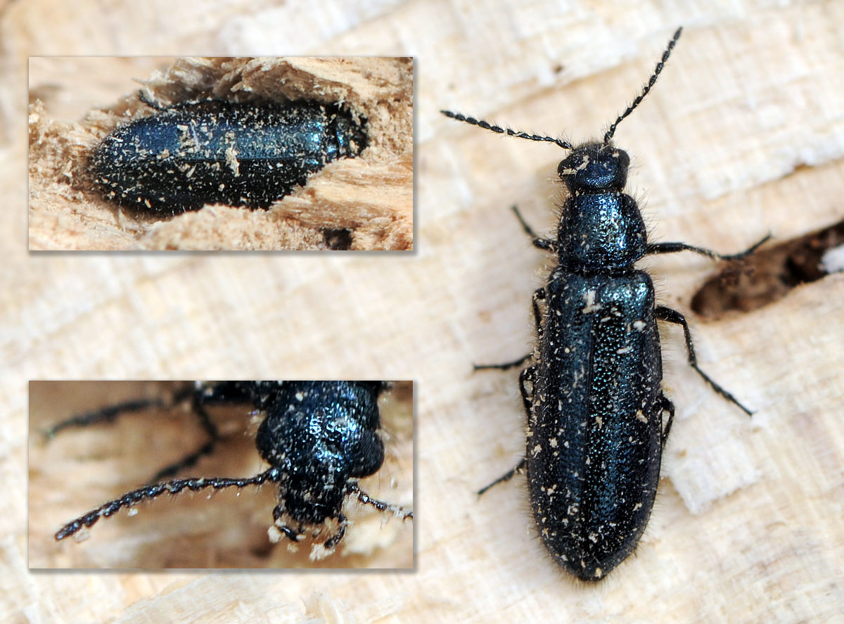 Fred Chevaillot - Dasytes (Metadasytes) caeruleus - réf. 43521 (1200 x 887 pixels, 218 ko)