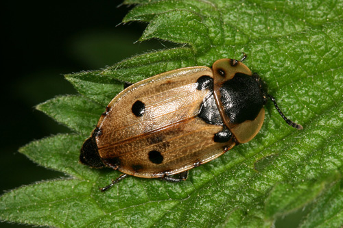 BIER Didier - Dendroxena quadrimaculata - réf. 43974 (500 x 333 pixels, 115 ko)