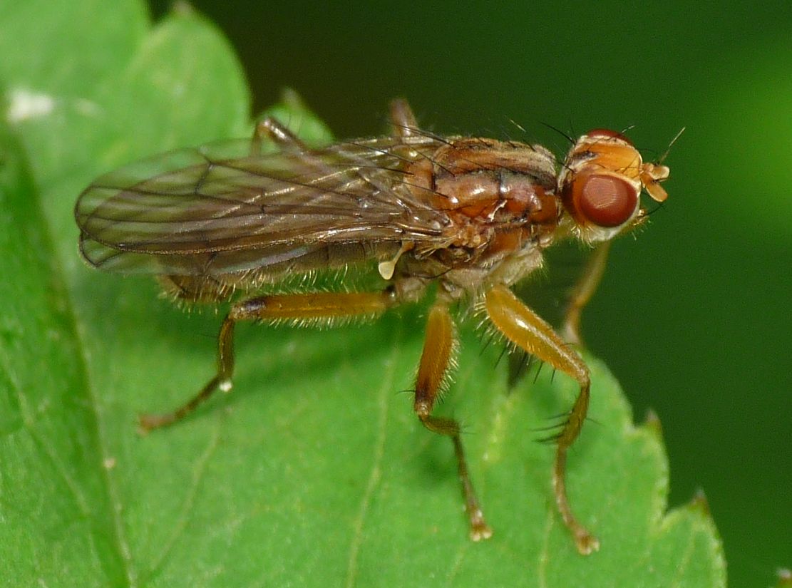 Jean Luc Kerveadou - Norellisoma sp. - réf. 43746 (1111 x 825 pixels, 142 ko)