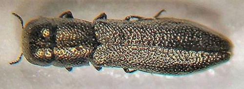 Réf. 44 551 : Cylindromorphus parallelus