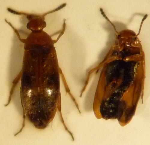 Réf. 44 049 : Anaspis maculata