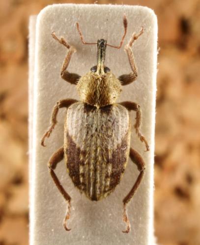 Réf. 44 441 : Hypera maculipennis