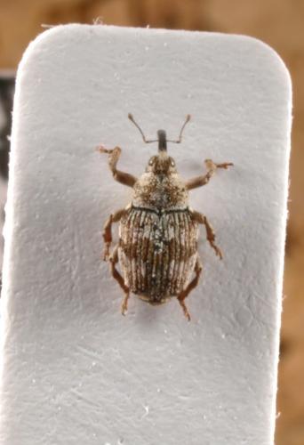 Neoxyonyx monticola