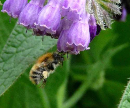 Bombus pascuorum