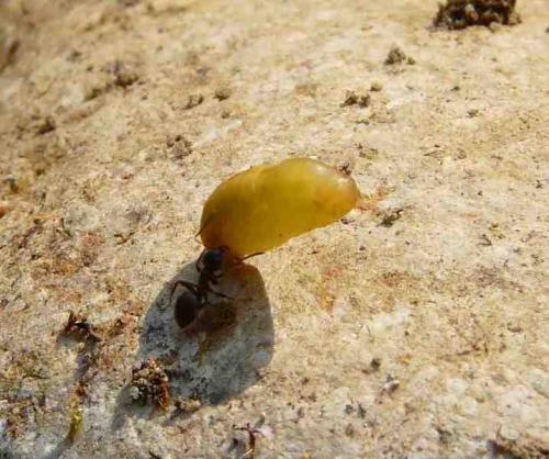 Réf. 44 105 : Lasius sp.
