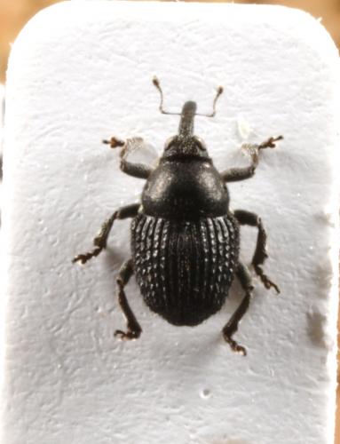 Zacladus exiguus