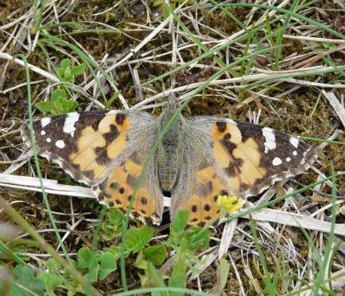 Vanessa cardui