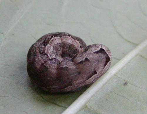 Réf. 44 428 : Noctua comes