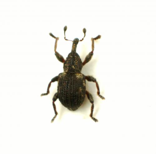 Réf. 44 454 : Tanysphyrus sp.