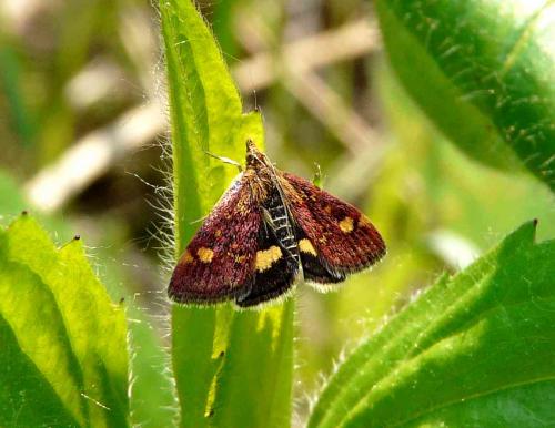 Réf. 44 088 : Pyrausta aurata