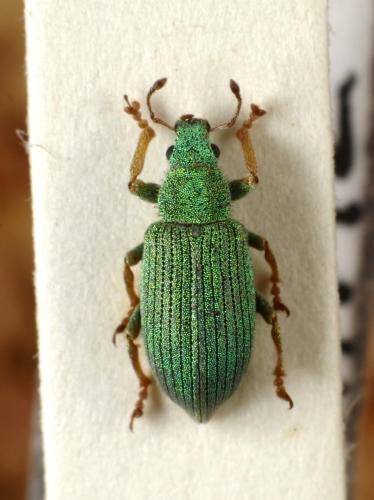 Réf. 44 450 : Polydrusus pedemontanus