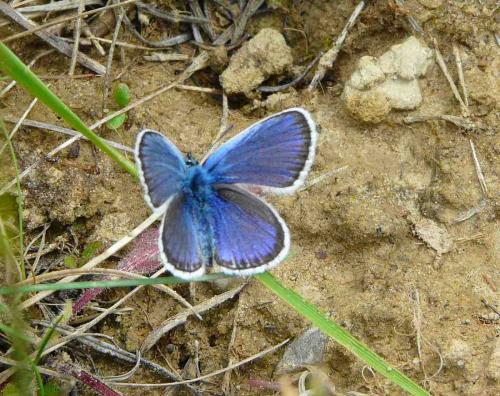 Réf. 44 837 : Plebejus sp.