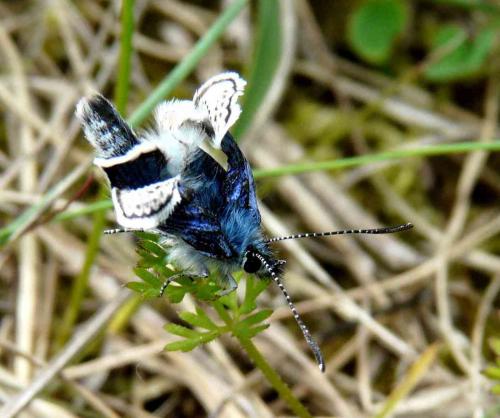 Réf. 44 800 : Plebejus sp.