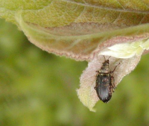 Phyllobius sp.