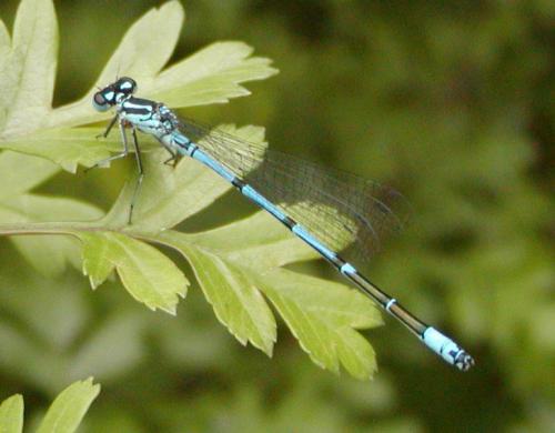 Coenagrion puella