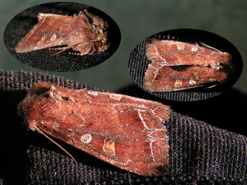 Lacanobia oleracea