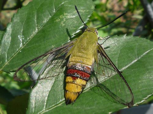 Réf. 44 064 : Cephonodes hylas
