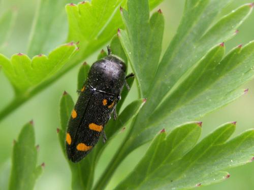 Réf. 44 449 : Ptosima undecimmaculata
