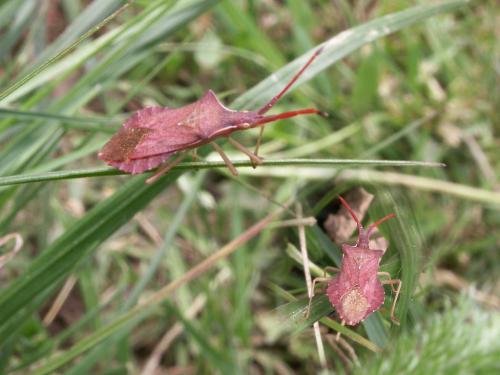 Réf. 44 492 : Haploprocta sulcicornis