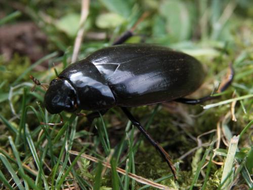 Réf. 44 021 : Hydrophilus sp.