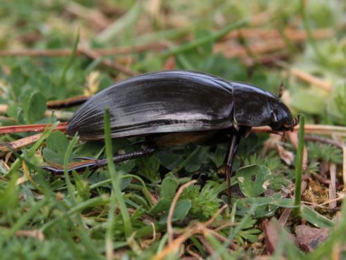 Réf. 44 022 : Hydrophilus sp.