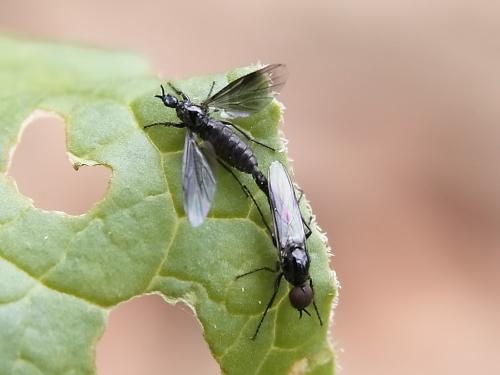 Dilophus febrilis