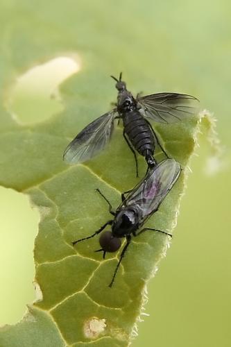 Réf. 44 077 : Dilophus febrilis