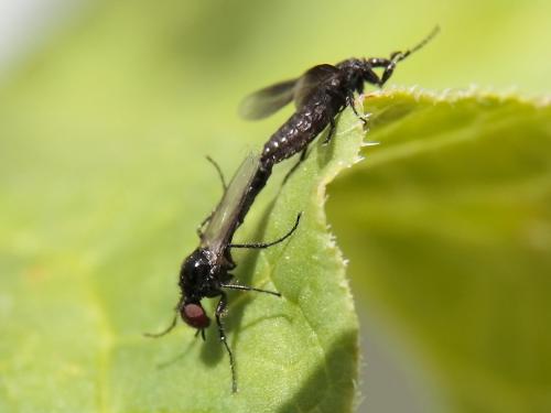 Réf. 44 078 : Dilophus febrilis