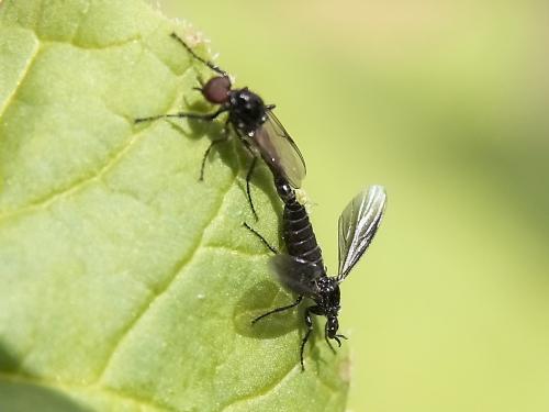 Réf. 44 079 : Dilophus febrilis