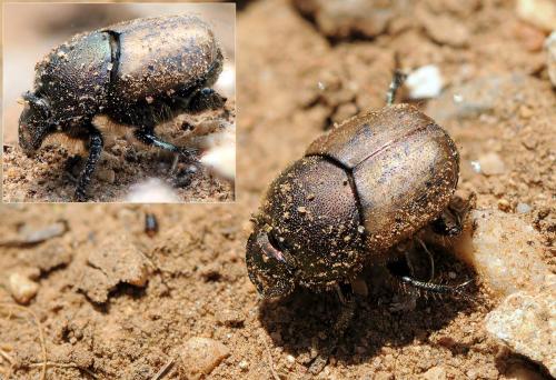 Onthophagus coenobita