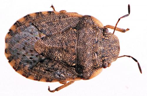 Sciocoris maculatus