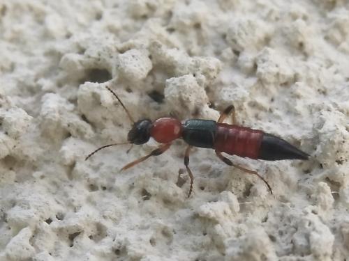 Réf. 44 143 : Paederus sp.