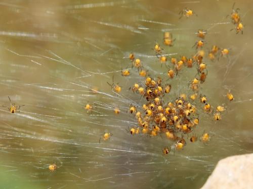 Araneus sp.