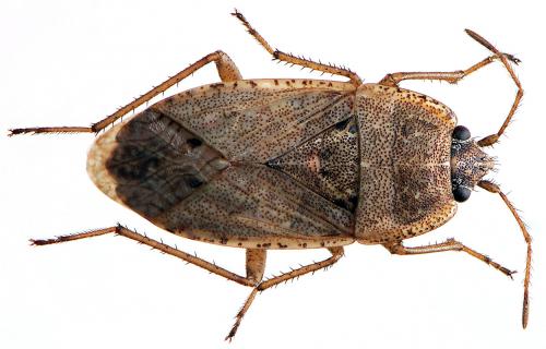 Réf. 44 189 : Emblethis griseus