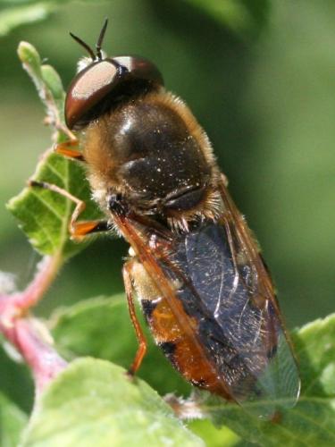 Réf. 44 219 : Odontomyia ornata