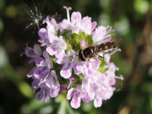 Réf. 44 220 : Platycheirus scutatus