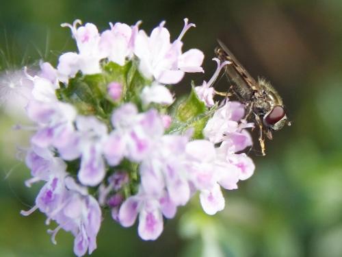 Platycheirus scutatus