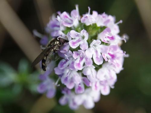 Réf. 44 222 : Platycheirus scutatus