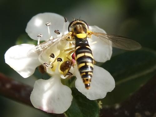 Réf. 44 267 : Sphaerophoria sp.