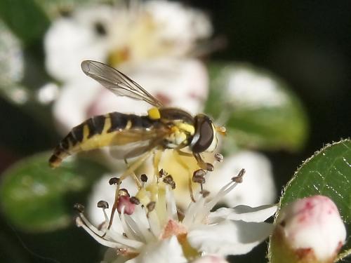 Sphaerophoria sp.